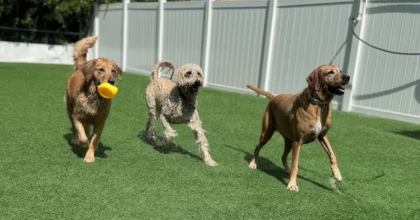 freedogm, miami daycare, dogs playing outdoor park